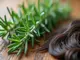 die-positive-wirkung-von-rosmarin-auf-kreisrunden-haarausfall